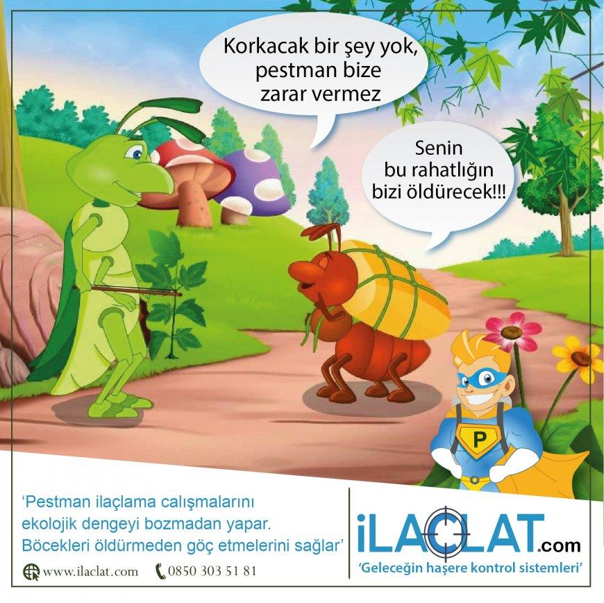 Zararlı Böcek Türleri
